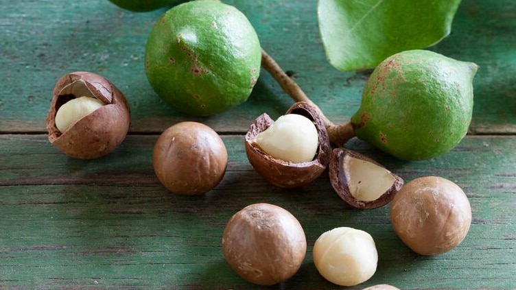Macadamias pulled fresh from the tree are sitting on a bench top, some cracked, some still in the shell.