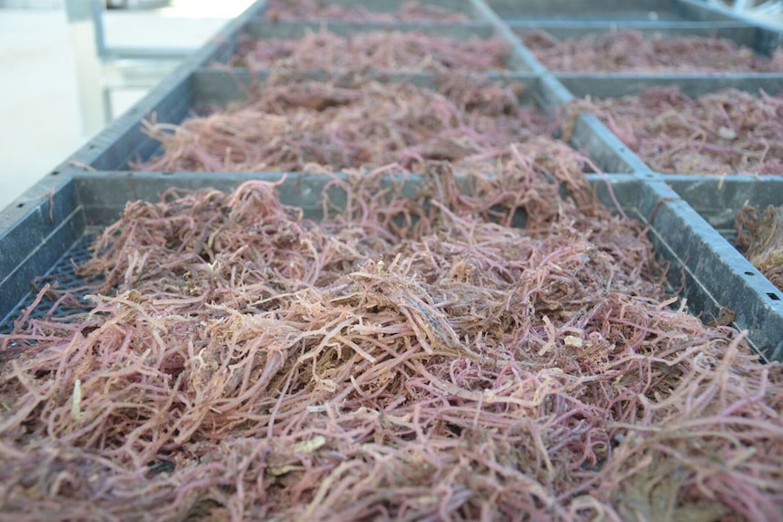 Close up photo of seaweed in trays