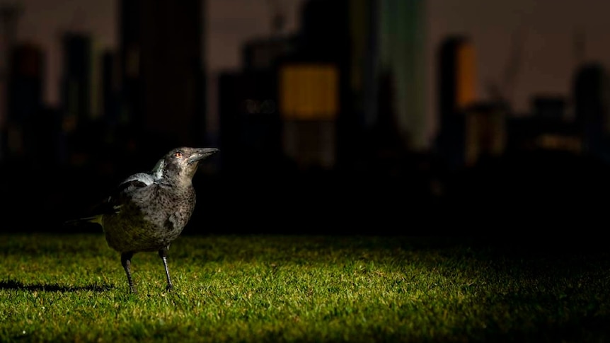 A magpie stands outside on the grass at night and is illuminated by light