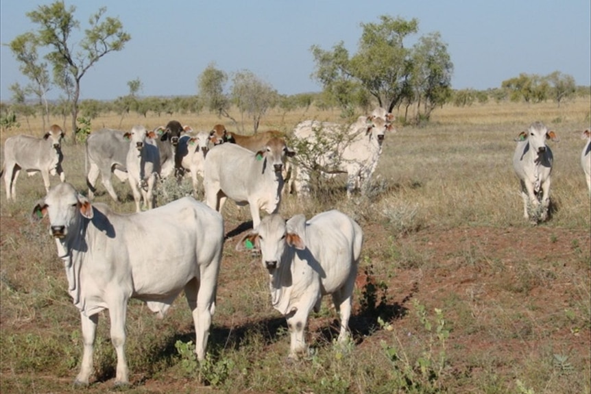 A mob of cattle on the Barkly Tableland.