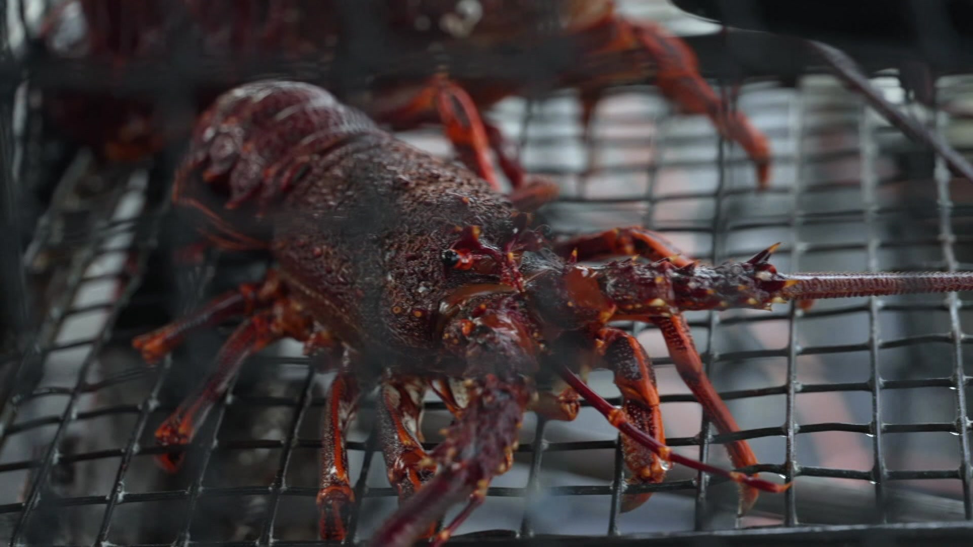 VIDEO: Lobster AI: Technology recognising individual lobsters - ABC News & Headlines – Australian Broadcasting Corporation