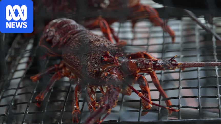VIDEO: Lobster AI: Technology recognising individual lobsters - ABC News & Headlines – Australian Broadcasting Corporation