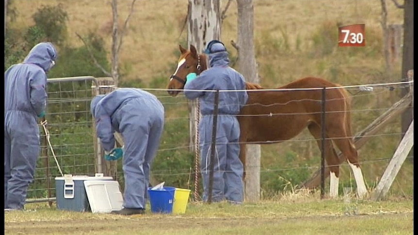 There have been five outbreaks of hendra virus in the past three weeks in both states.