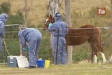 There have been five outbreaks of hendra virus in the past three weeks in both states.