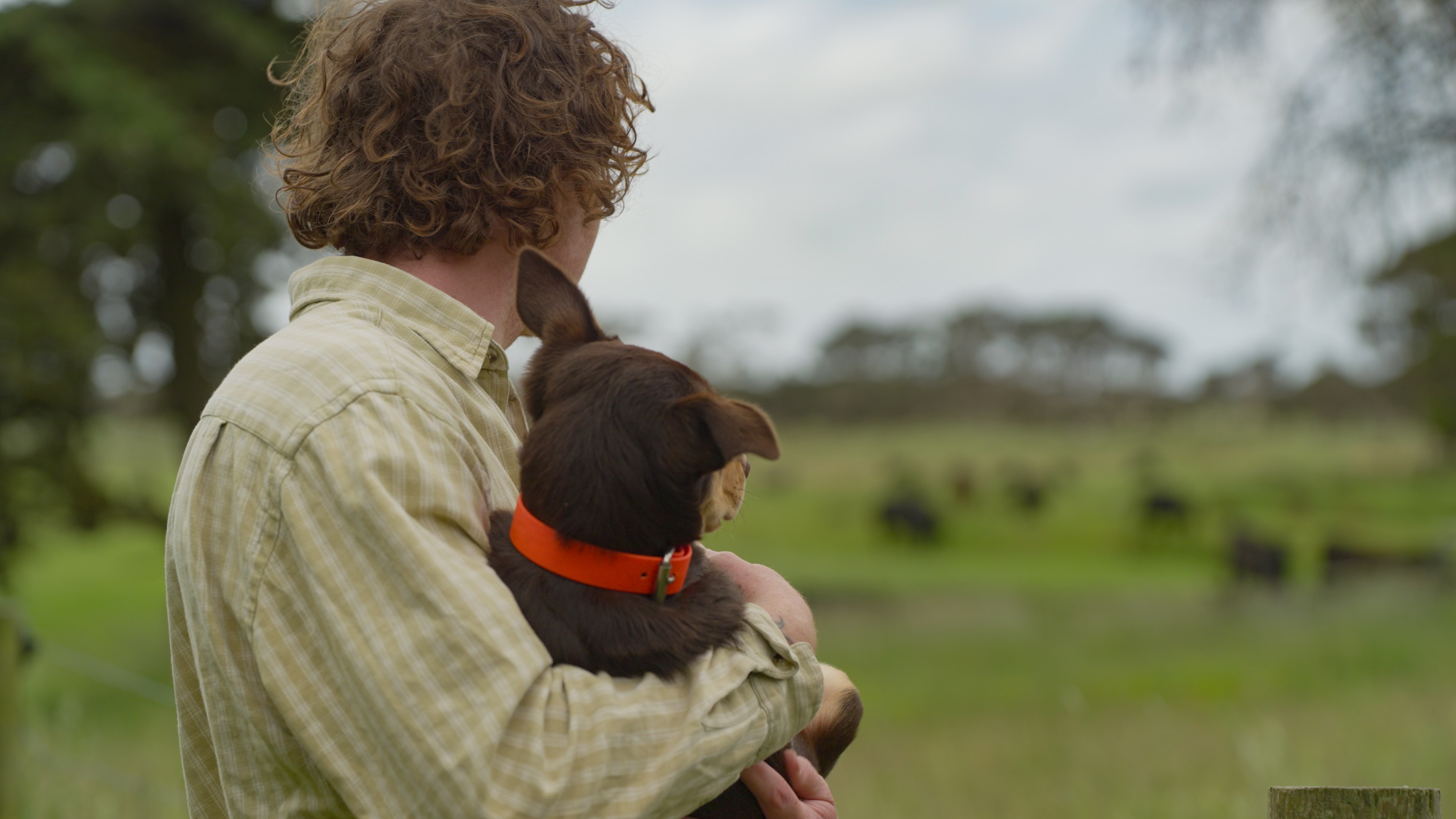 Um homem segura um cachorrinho nos braços enquanto eles olham para uma campina.
