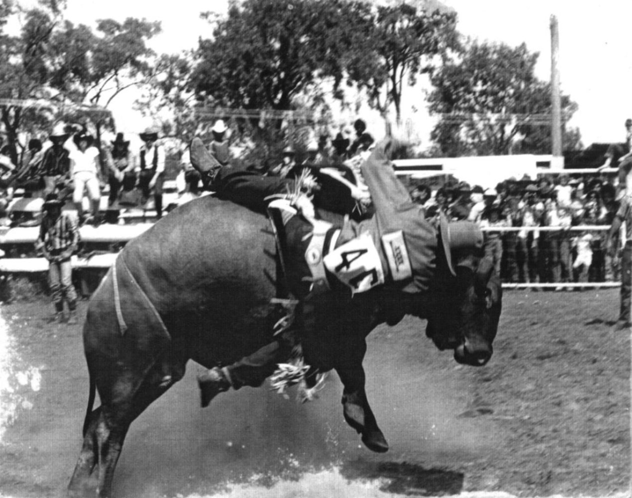 First female bull rider in Australia Dianne Lucas was a trailblazer in rodeos pic