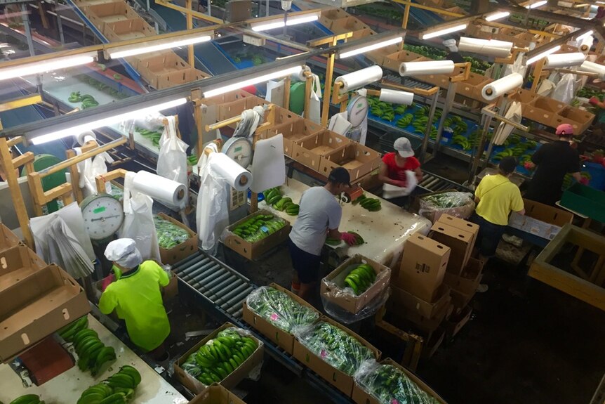 Looking over the packing shed floor as workers pack hands of green bananas into boxes