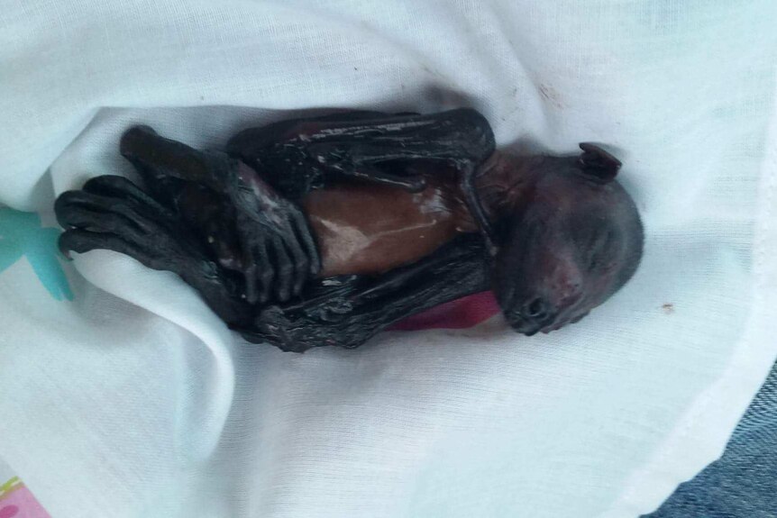 Photo of a dead baby flying fox wrapped in a cloth