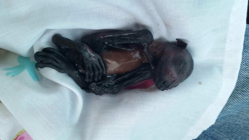 Photo of a dead baby flying fox wrapped in a cloth