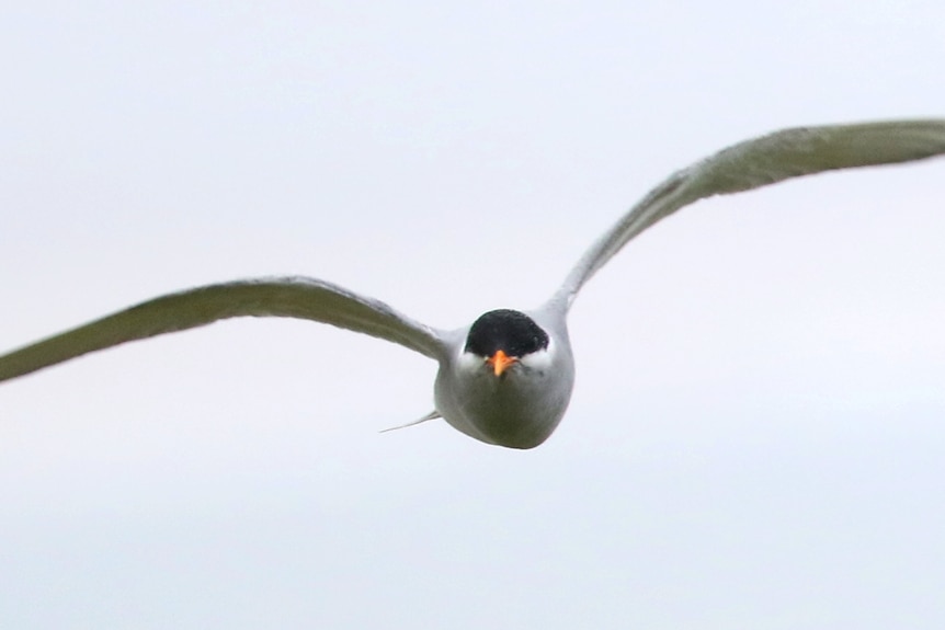 A seabird with white wings and a black face, in flight.