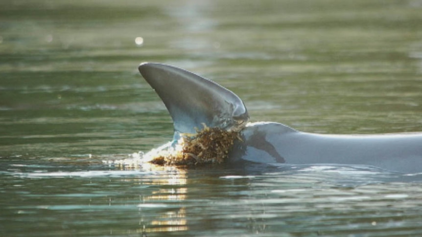 Dolphin fin with fishing line wrapped around it in the Swan River 18 February 2015