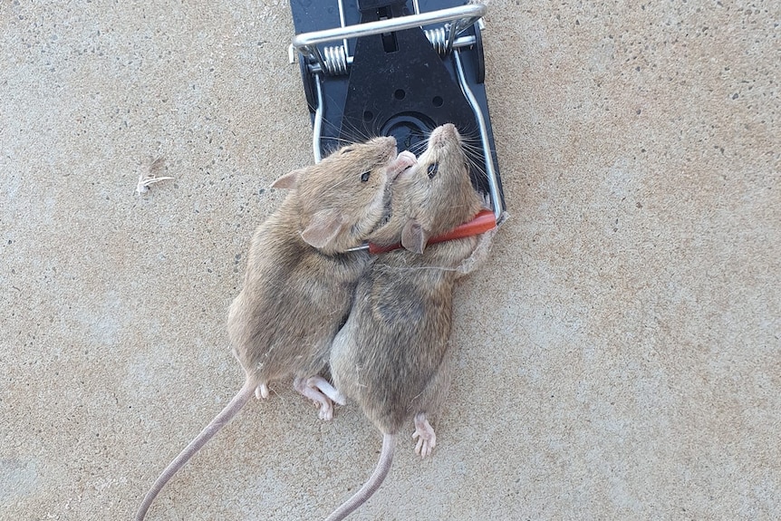 Two dead mice caught in a trap.