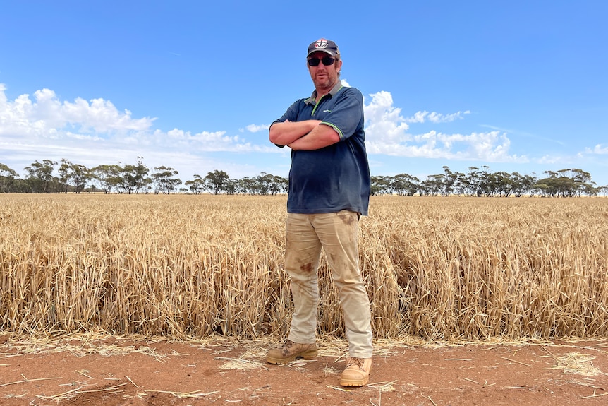 A man in a blue polo, cap and sunglasses, standing in front a rows of biege cereal crops in rural Victoria.