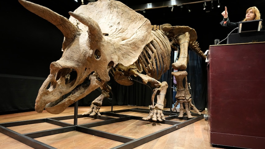 A large dinosaur skeleton displayed at a auction in Paris