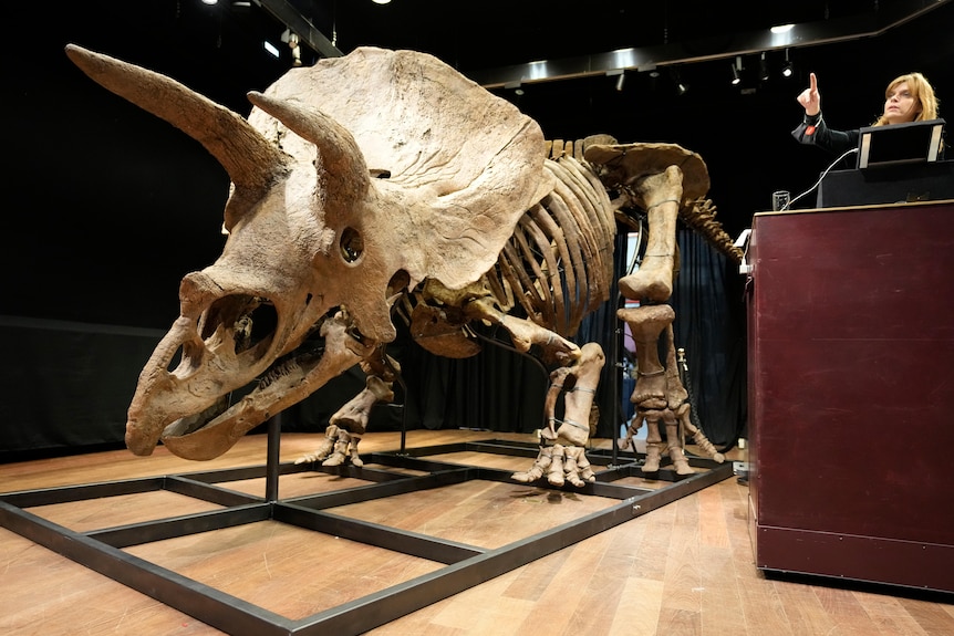 A large dinosaur skeleton displayed at a auction in Paris