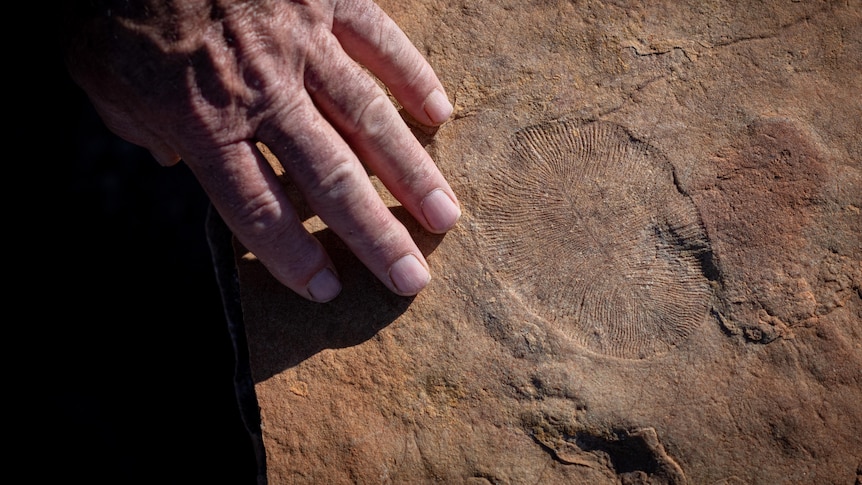 The imprint of a fossil at the Nilpena Ediacara National Park.