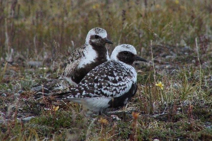 A nesting pair at the State Nature Reserve Wrangel Island in the Arctic Ocean.