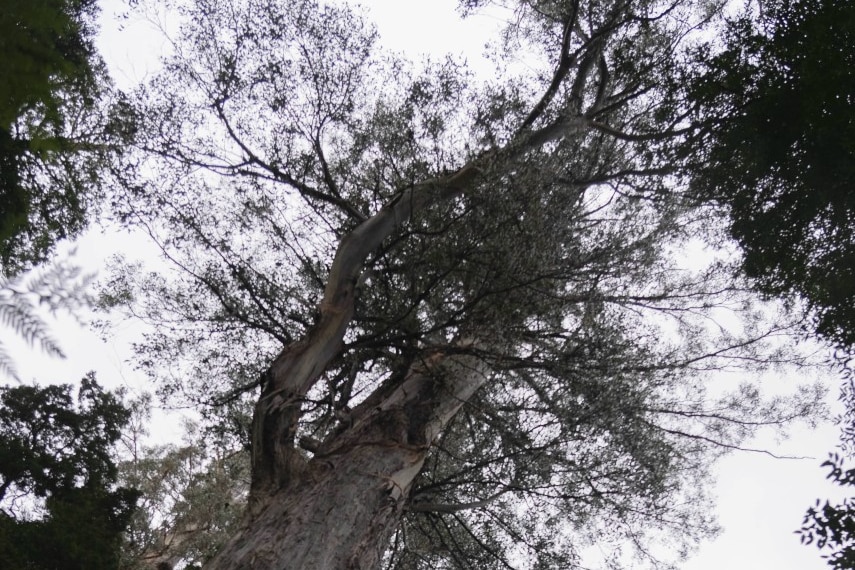 Canopy of a tall tree