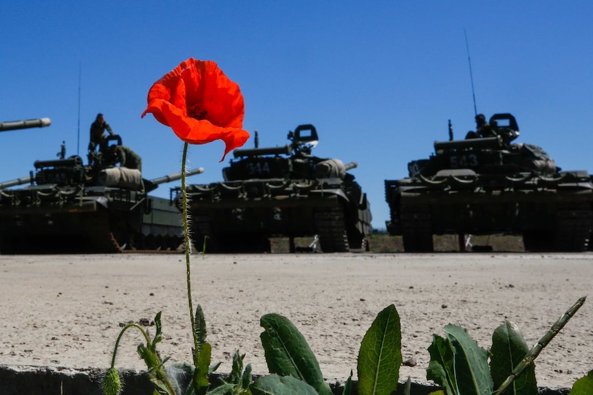A row of tanks with a red poppy in the foreground.