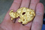A gold nugget sitting in a man's palm