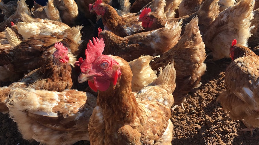 Chicken stares at camera.