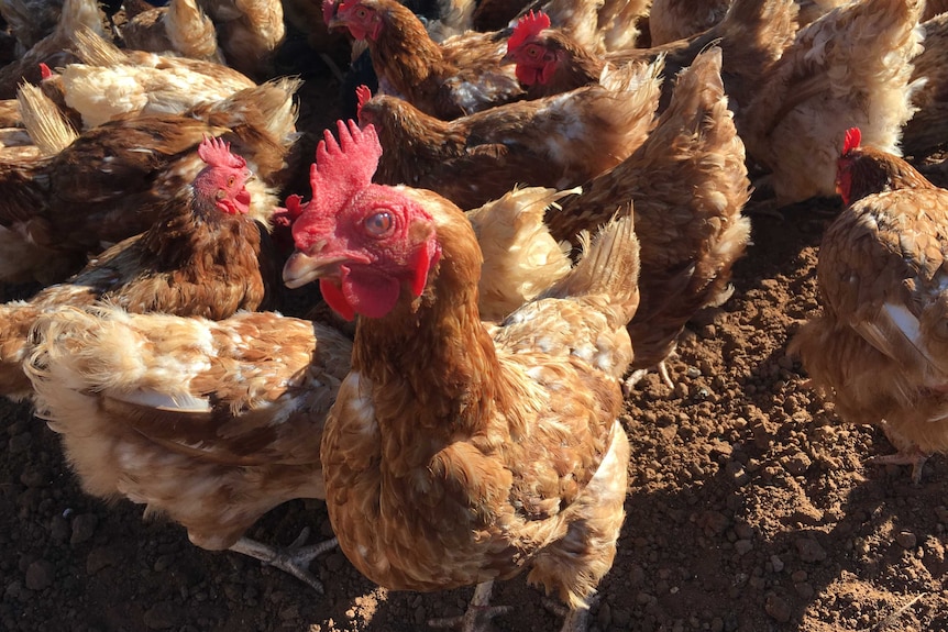 Chicken stares at camera.