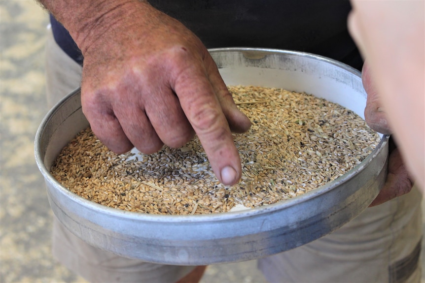 A round tray of grain with a finger hovering over it