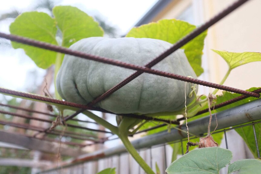 A pumpkin growing on the vine sits on metal scaffold.