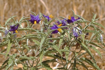 Purple flowering plant