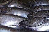 Southern bluefin tuna is Australia's largest fishing industry.