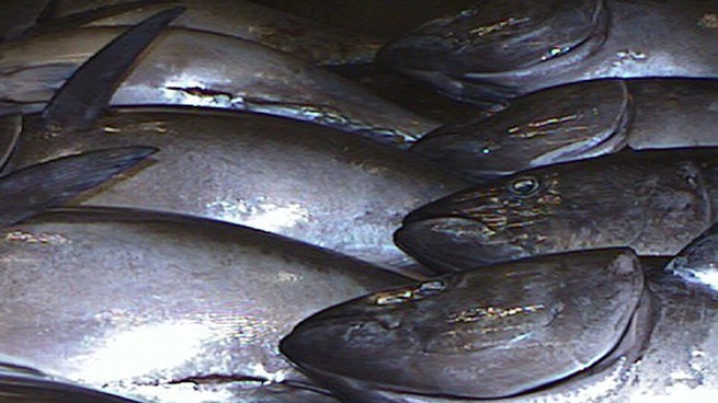 Southern bluefin tuna