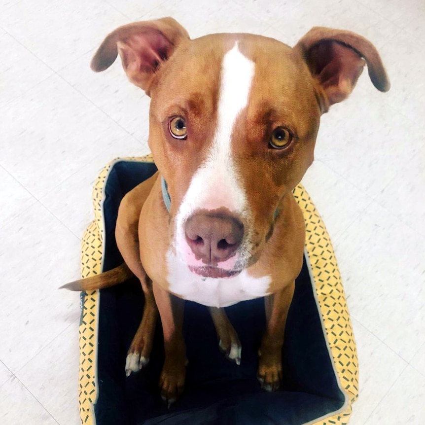 A dog sits on a bed on the floor of an office space for a story about dogs at work.