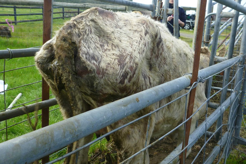 A cow found to be in poor condition on under Gristwood's care.
