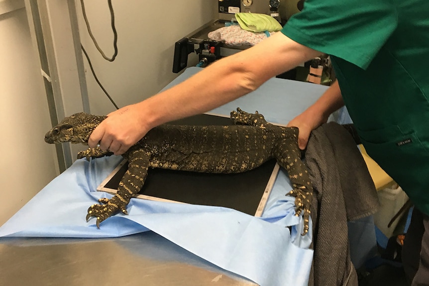 A goanna is assessed at Currumbin Wildlife Hospital after swallowing six golf balls.