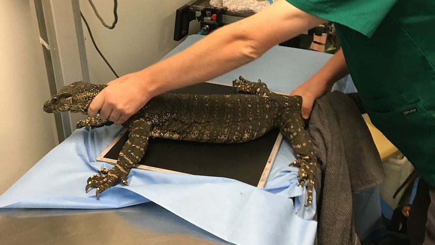 A goanna is assessed at Currumbin Wildlife Hospital after swallowing six golf balls