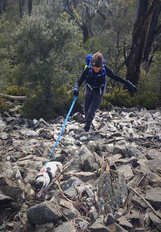 Meet Biscuit, the mountainclimbing miniature fox terrier from Tasmania