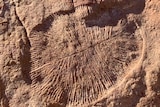 An oval-shaped fossil in light brown rock