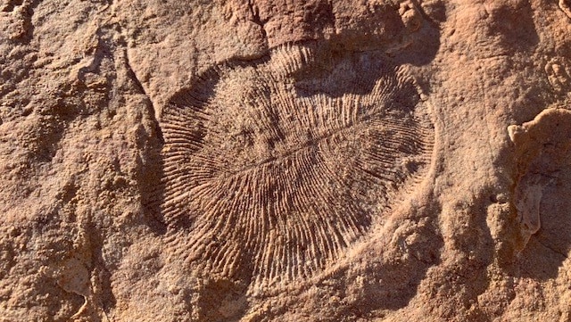 An oval-shaped fossil in light brown rock