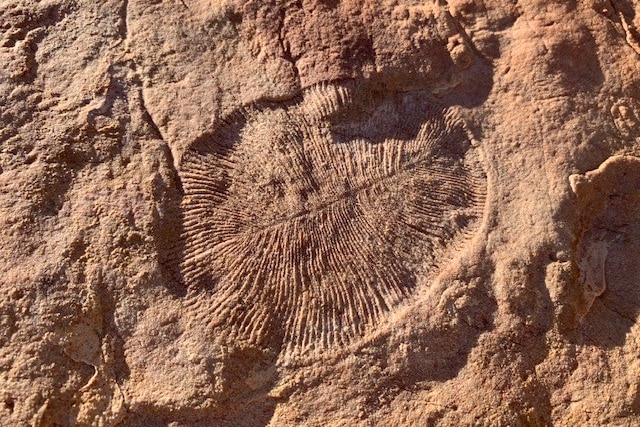 An oval-shaped fossil in light brown rock