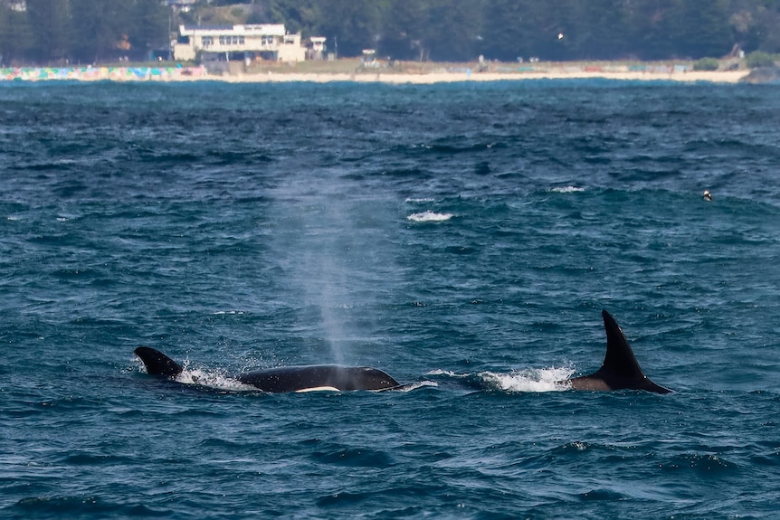 Two killer whales swimming in the ocean off Port Macquarie's Flynns Beach