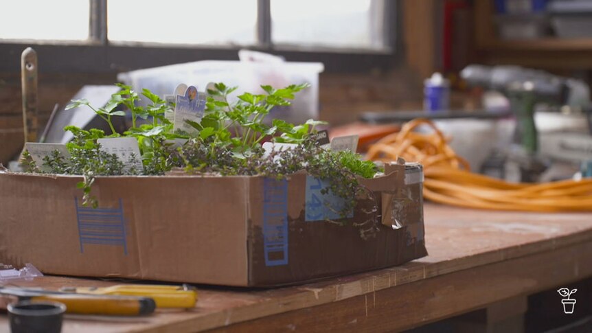 A box of herbs in pots on a table.