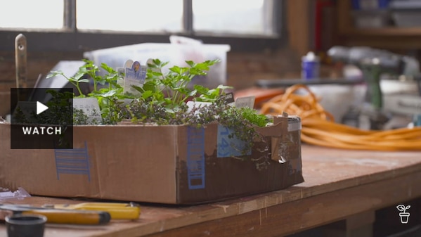 A box of herbs in pots on a table. Has Video.