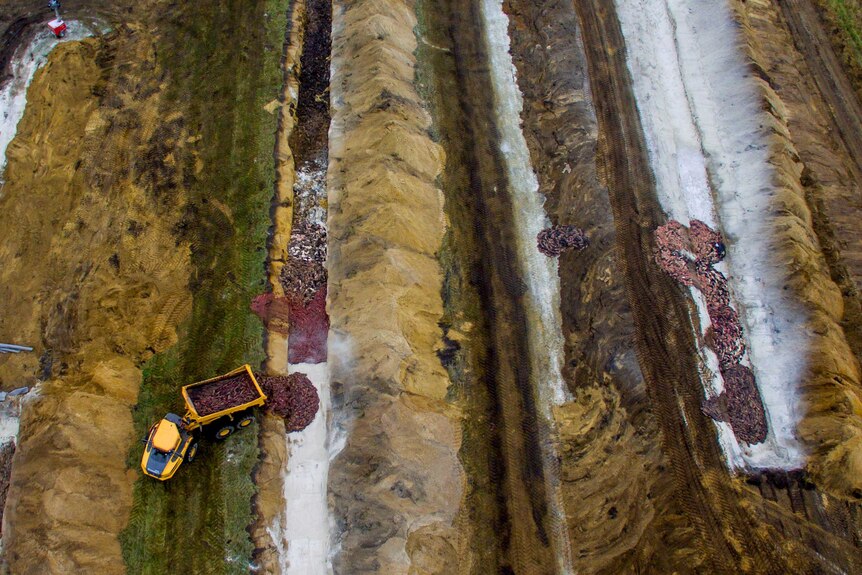 An aerial photo of long ditches being filled with dead mink.