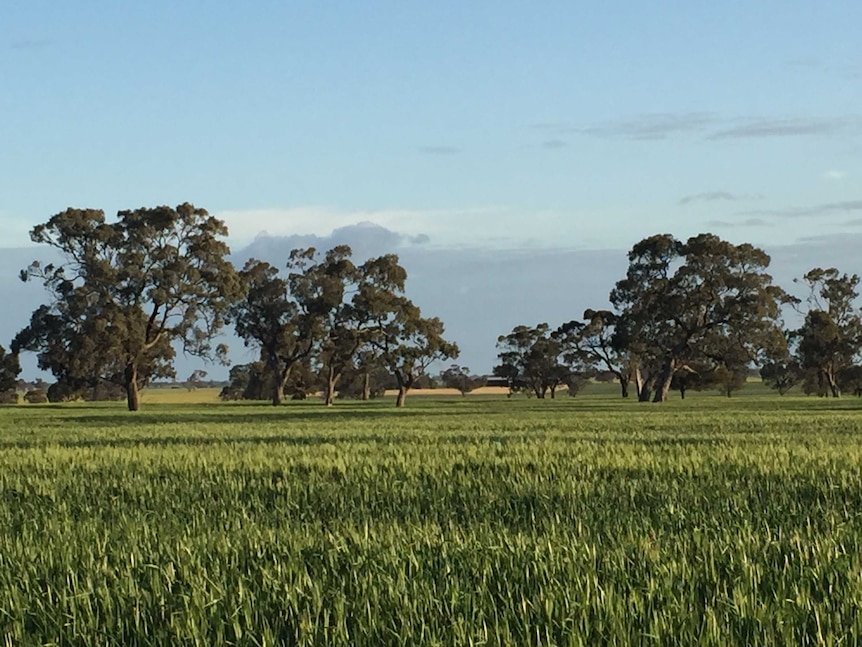 A view of Stephen Rich's property in Kaniva, western Victoria.