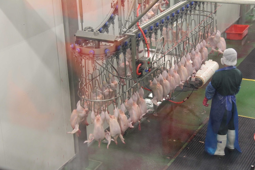 Chicken processing