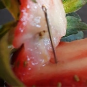 This needle was pulled out a strawberry found in Queensland's Gladstone.