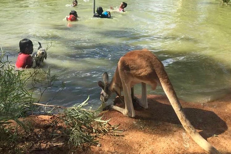 Children in Urandangi cool off during summer heat in a swimming hole, with a kangaroo at the water's edge.