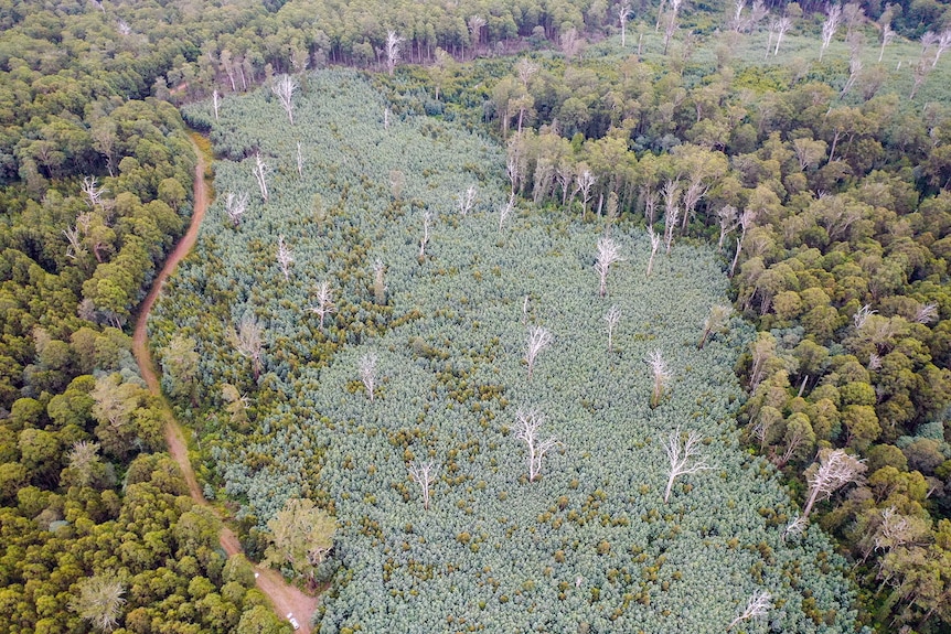 An aerial view of a logging coupe. The area is filled with a silvery wattle tree and is surrounded by gums 
