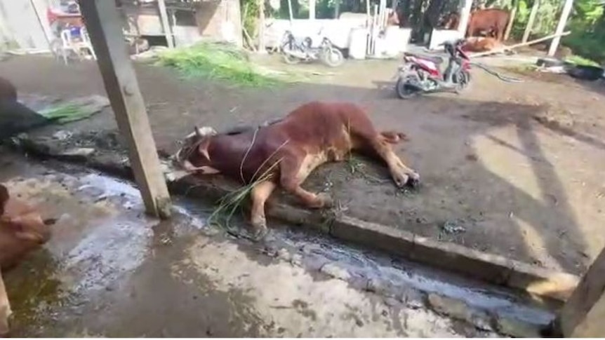 Play Audio. Foot-and-mouth disease outbreak in Indonesia. Duration: 9 minutes 50 seconds
