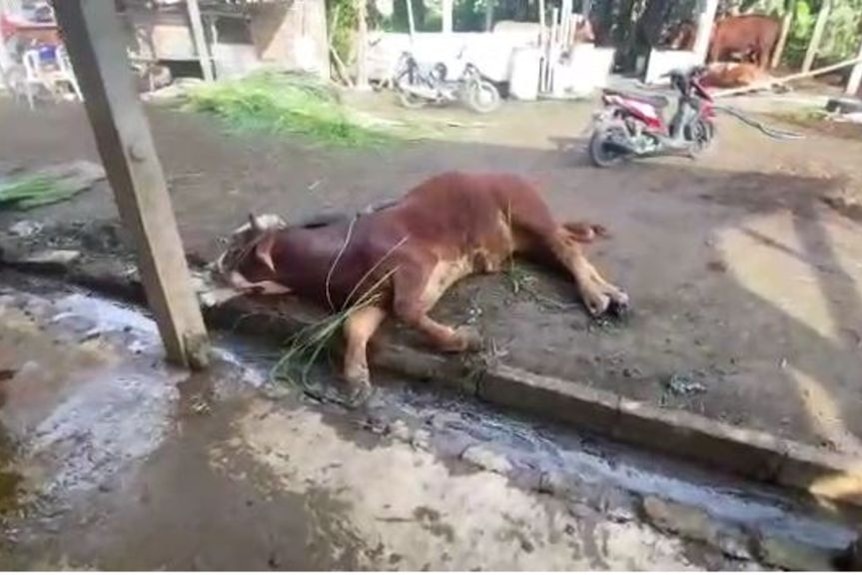 A sick or dead cow lies on a dirty concrete pathway